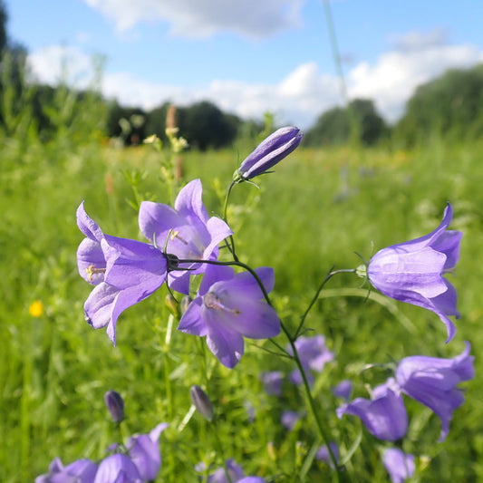Harebell