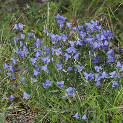 Harebell