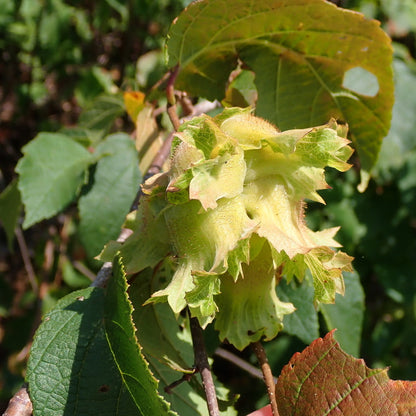 American Hazelnut
