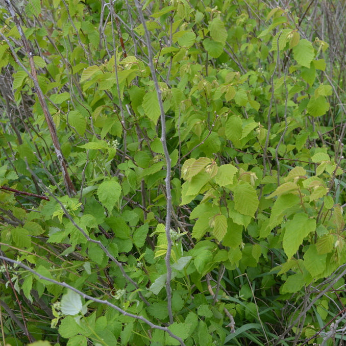 American Hazelnut