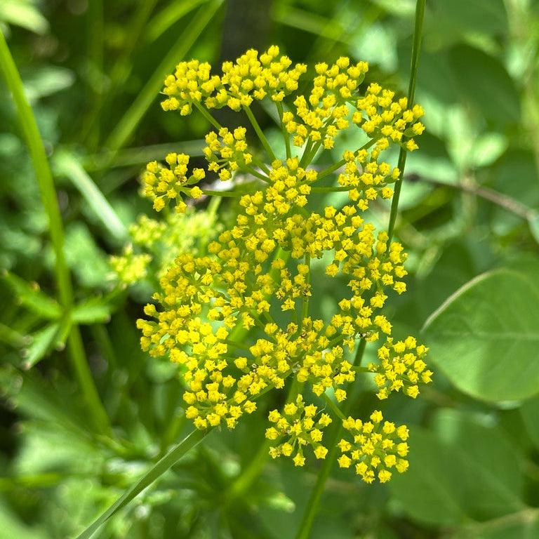 Heart-leaf Golden Alexanders