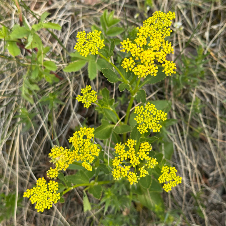 Heart-leaf Golden Alexanders