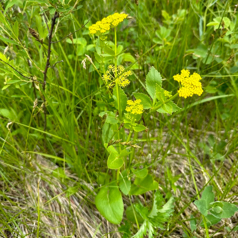 Heart-leaf Golden Alexanders