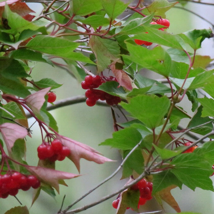 American Cranberry Bush