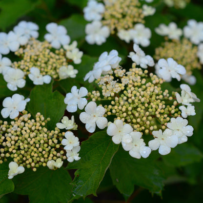 American Cranberry Bush