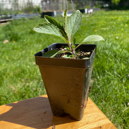 Hoary Vervain