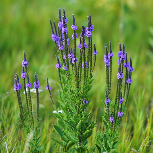 Hoary Vervain