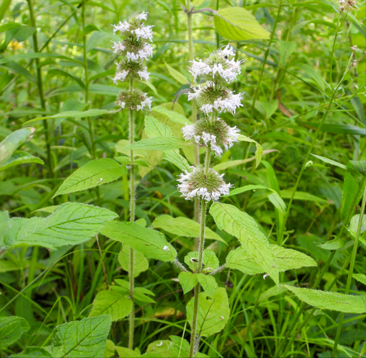 Hairy Wood Mint