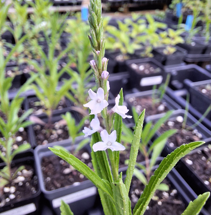 Narrow-leaved Vervain