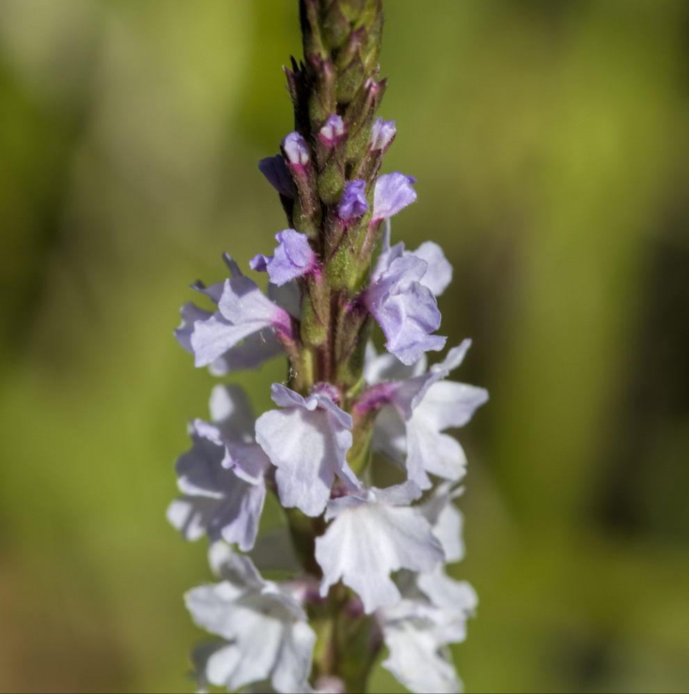 Narrow-leaved Vervain