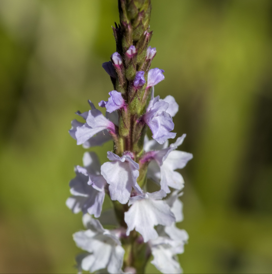 Narrow-leaved Vervain