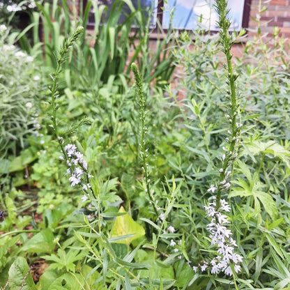 Pale Spiked Lobelia