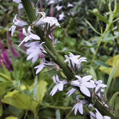 Pale Spiked Lobelia