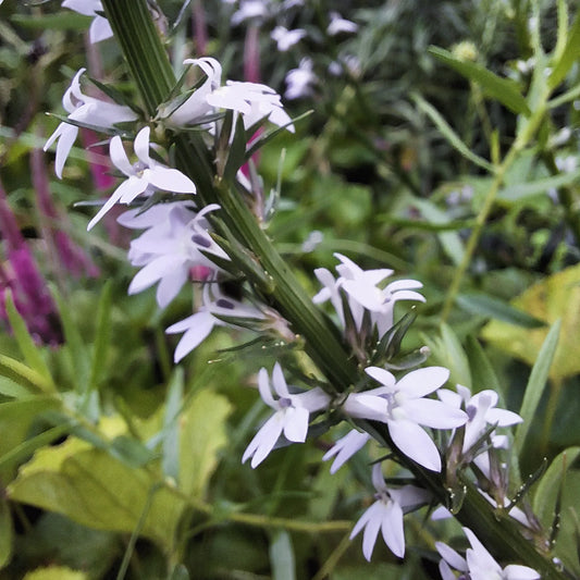 Pale Spiked Lobelia