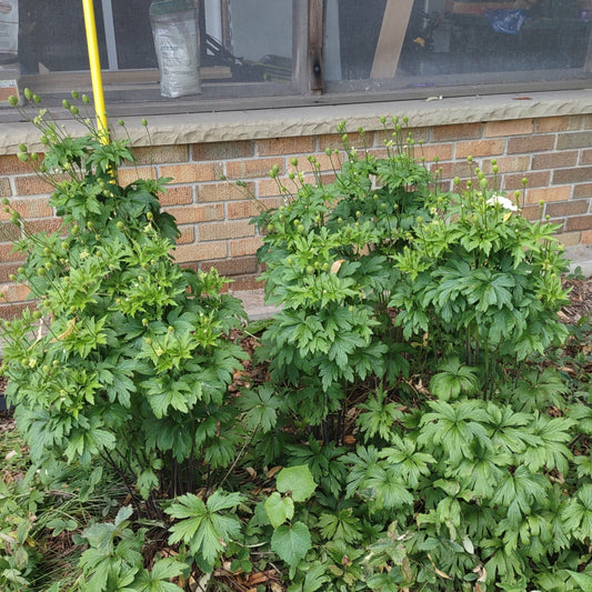 Thimbleweed