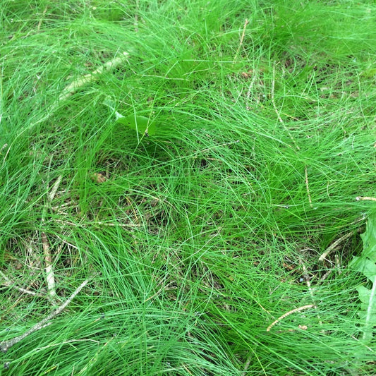 Ivory Sedge