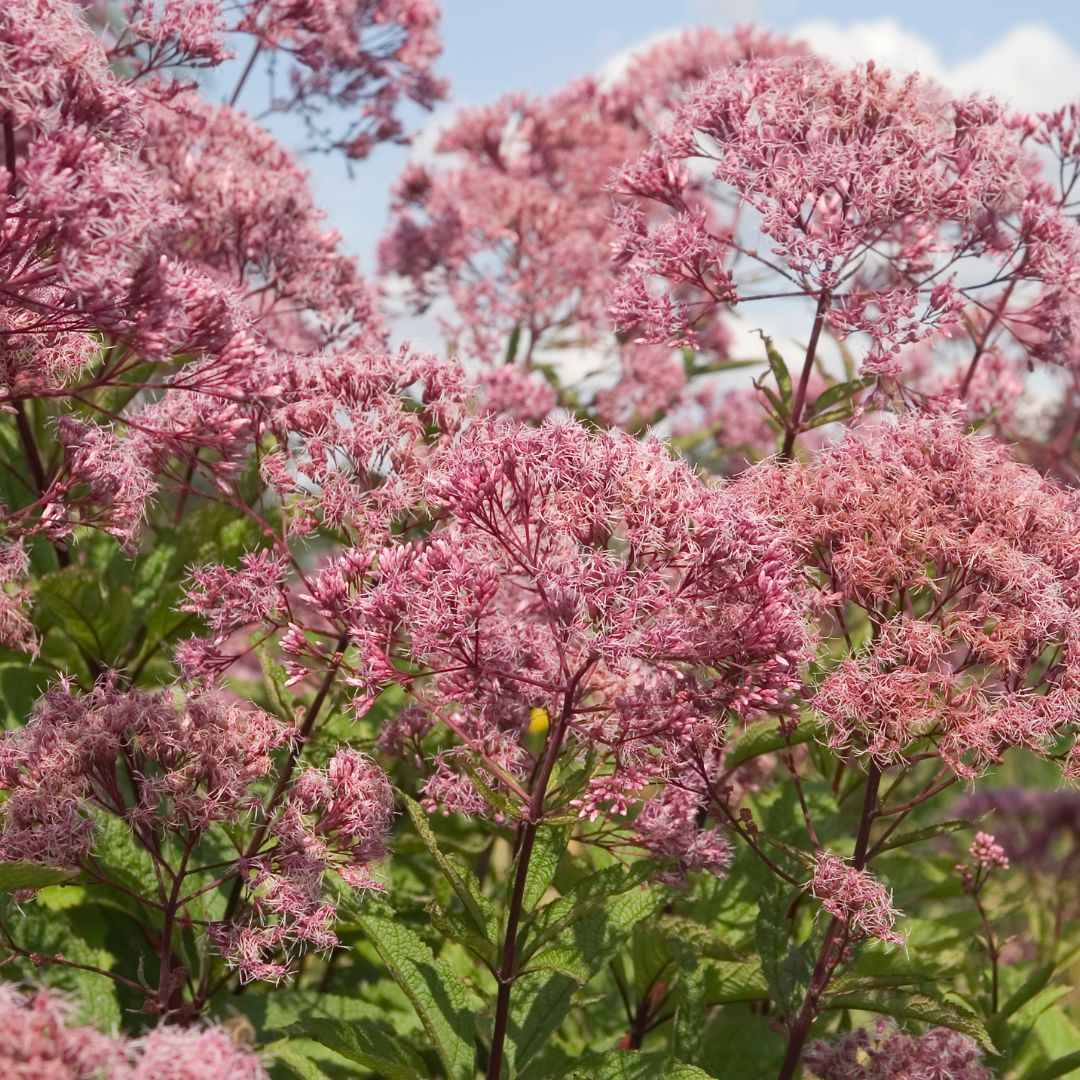 Joe Pye Weed
