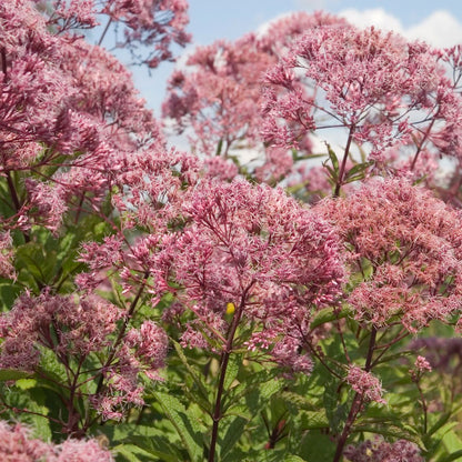 Joe Pye Weed