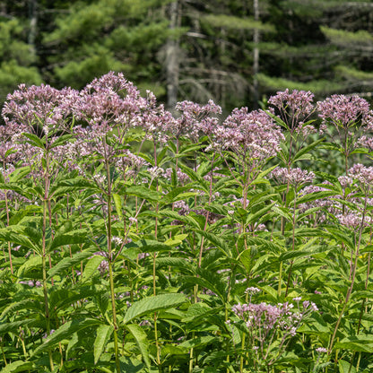 Joe Pye Weed