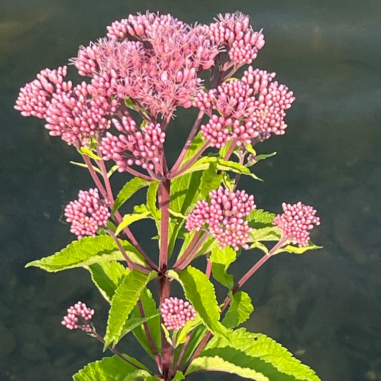 Joe Pye Weed