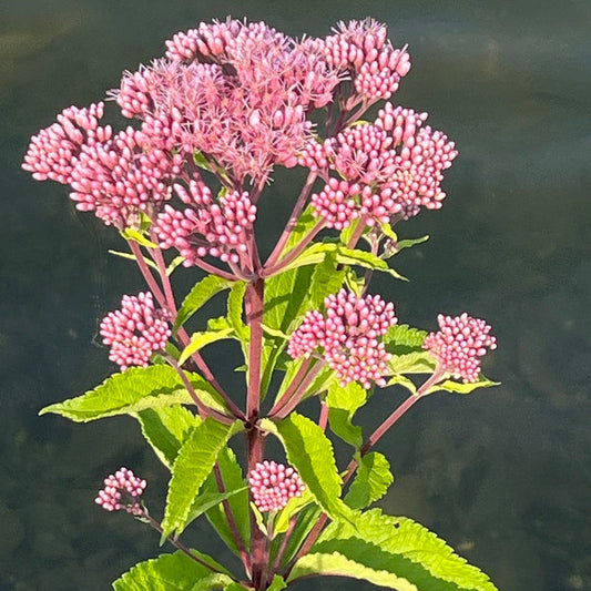 Joe Pye Weed