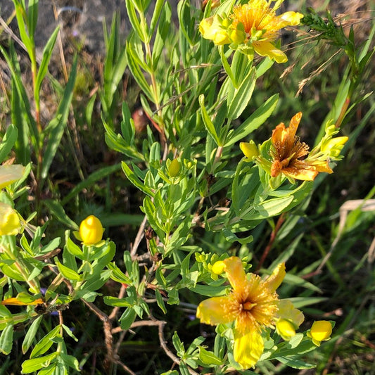 Kalm's St. Johns Wort