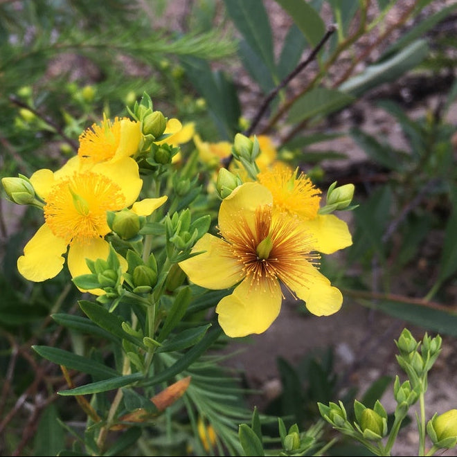 Kalm's St. Johns Wort