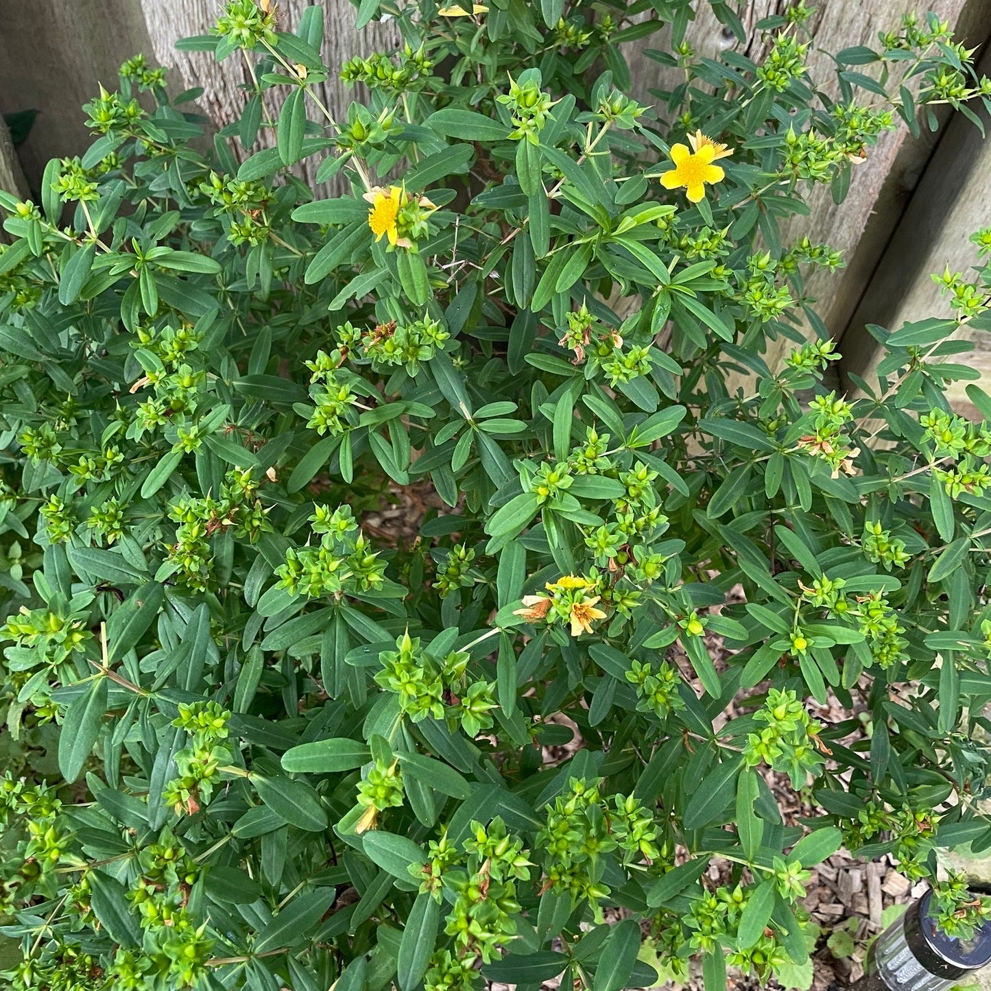 Kalm's St. Johns Wort