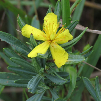 Kalm's St. Johns Wort