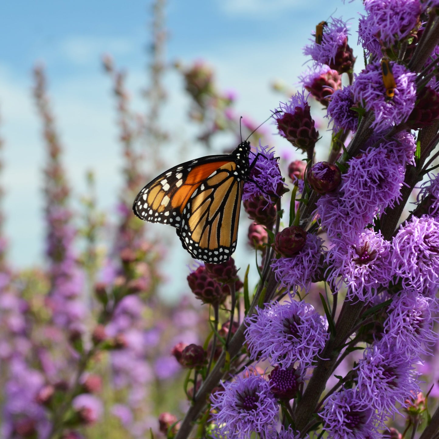 Meadow Blazing Star