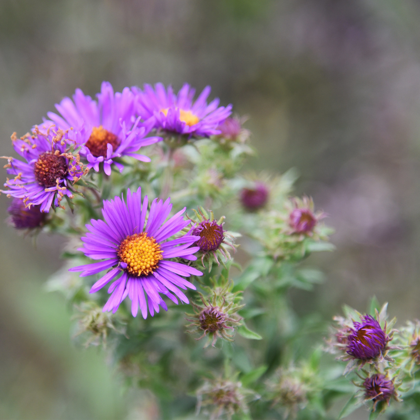 New England Aster