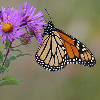 New England Aster