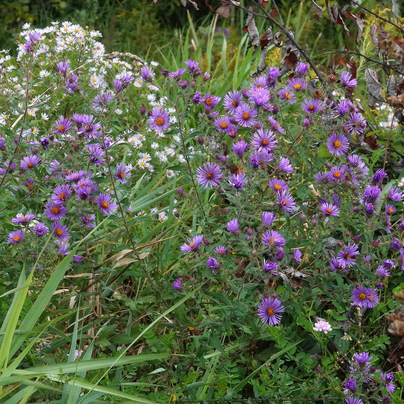 New England Aster