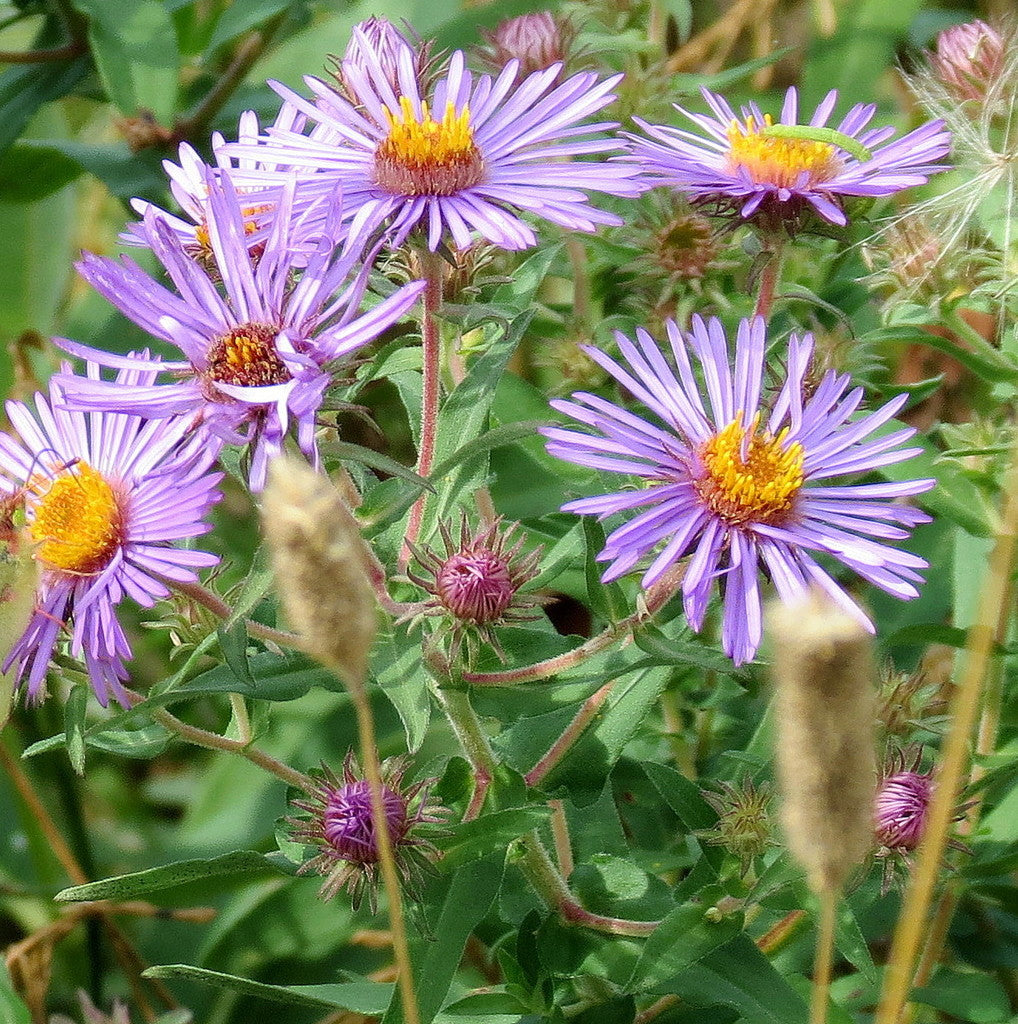 New England Aster