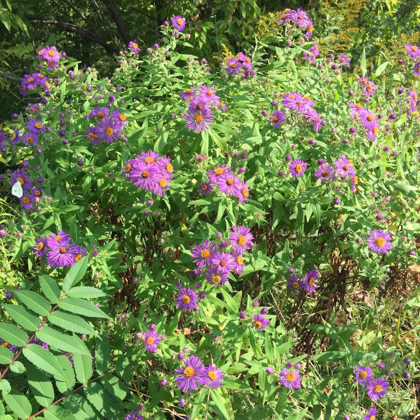 New England Aster