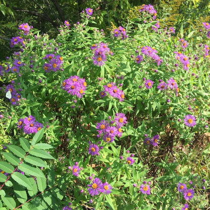 New England Aster