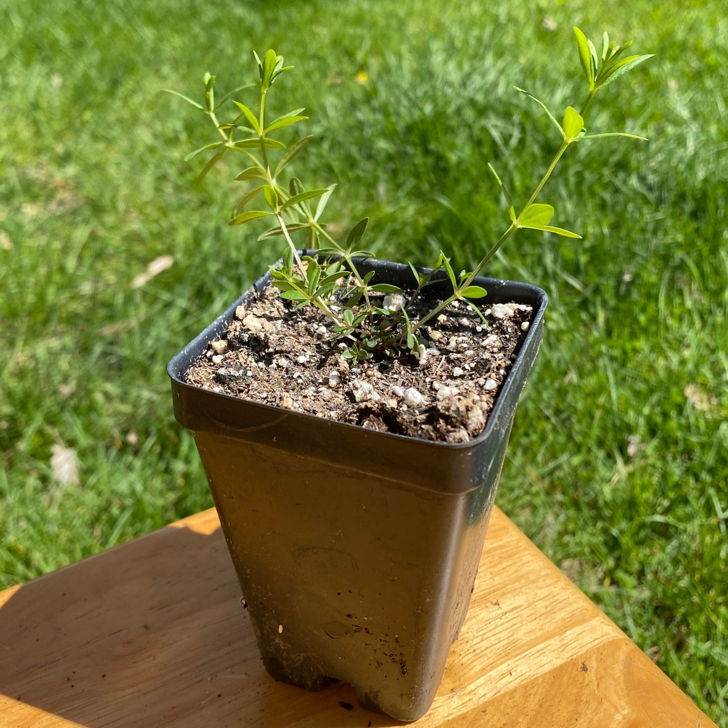 Northern Bedstraw