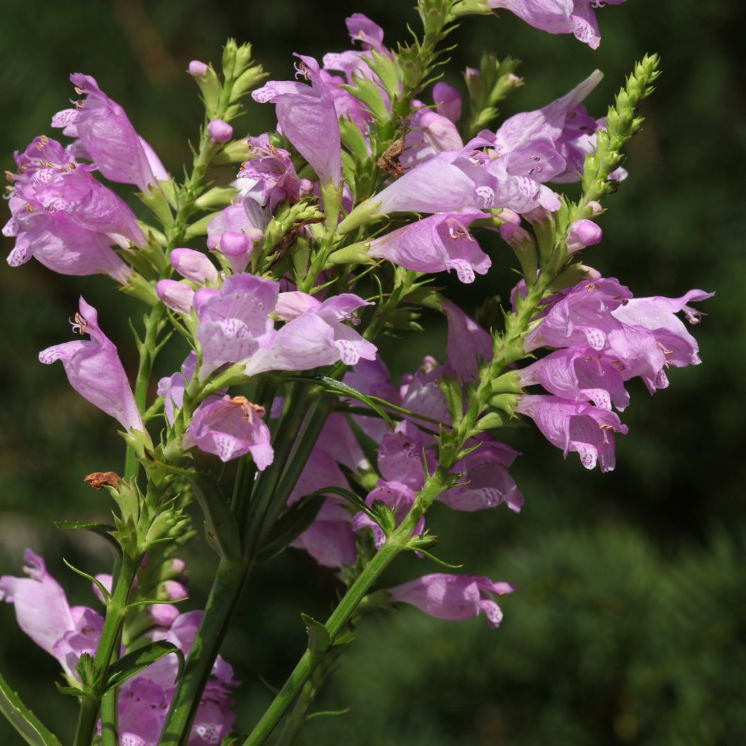 Obedient Plant