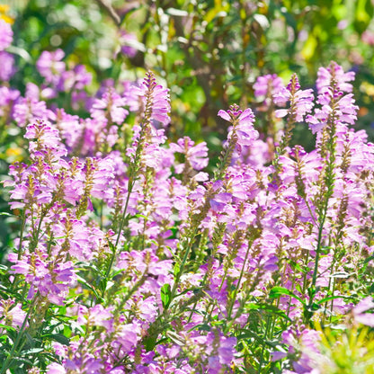 Obedient Plant