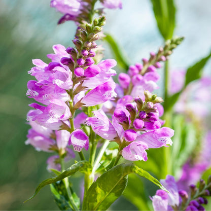 Obedient Plant