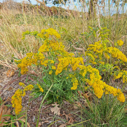 Old Field Goldenrod