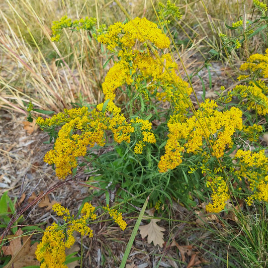 Old Field Goldenrod