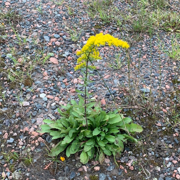 Old Field Goldenrod