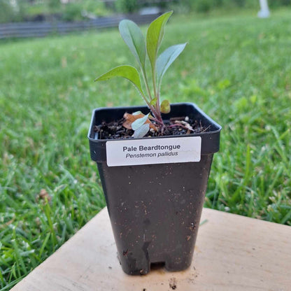 Pale Beardtongue