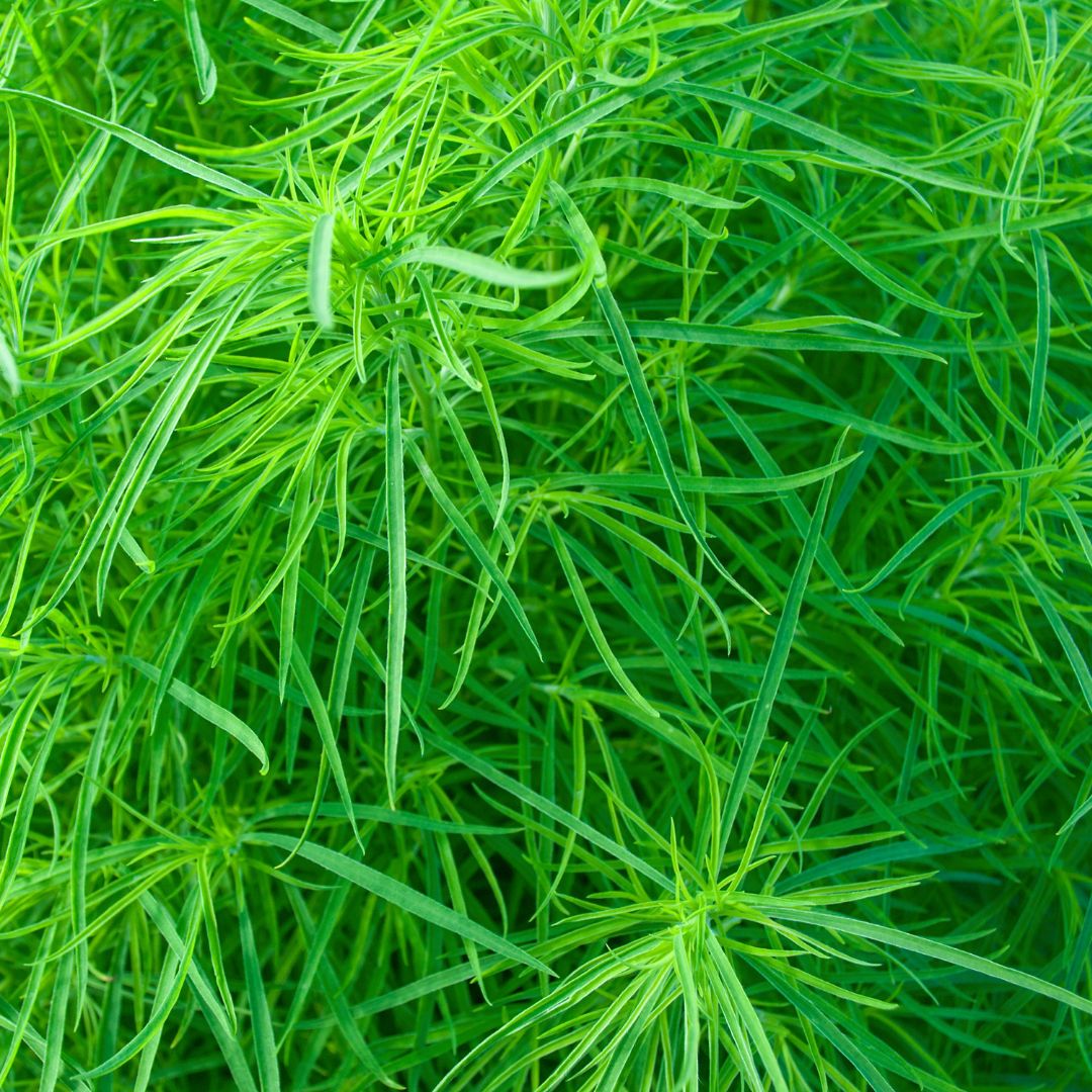 Palm Sedge