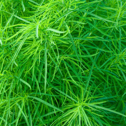 Palm Sedge