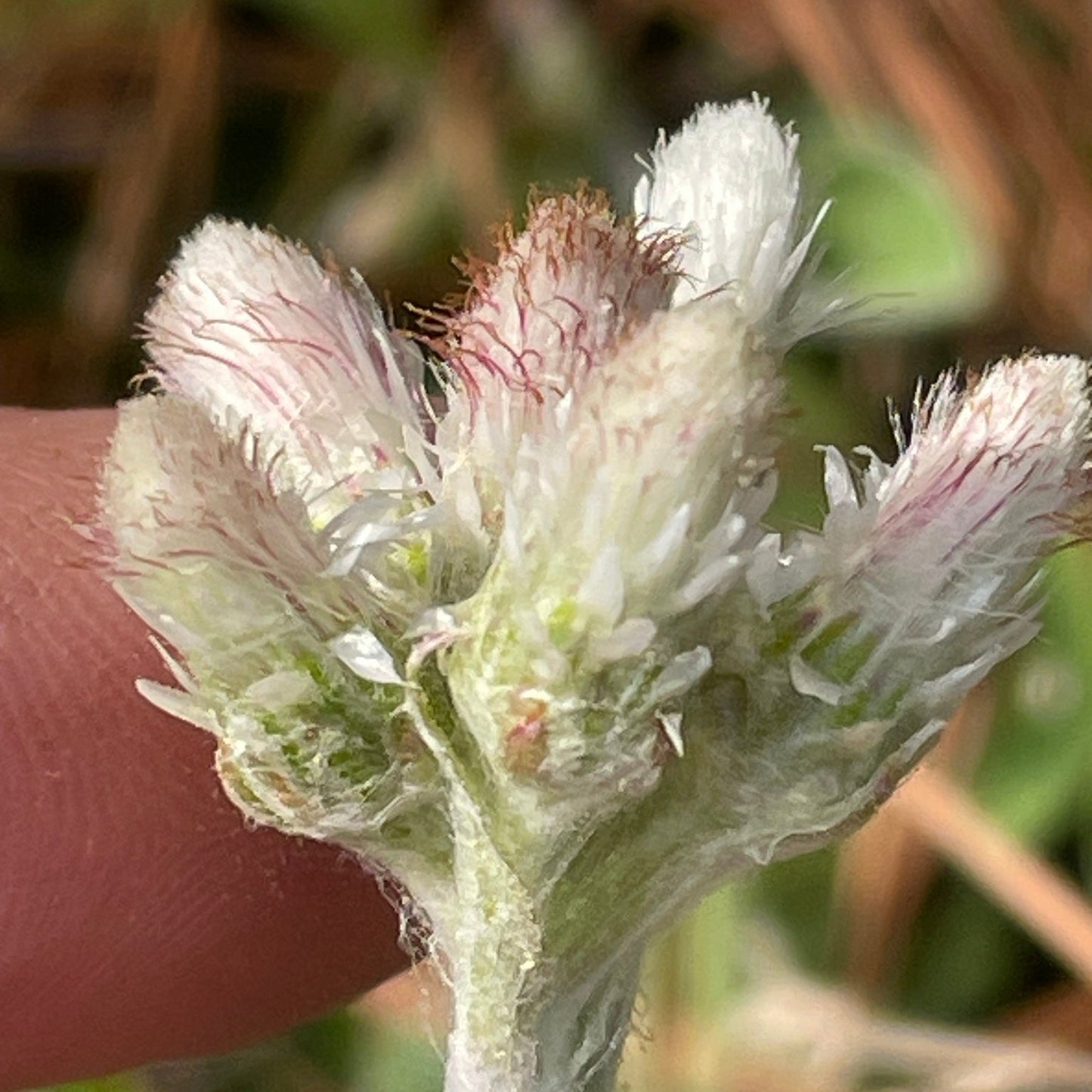 Close-up of pussy toes with fuzzy buds held by a hand against a blurred natural background