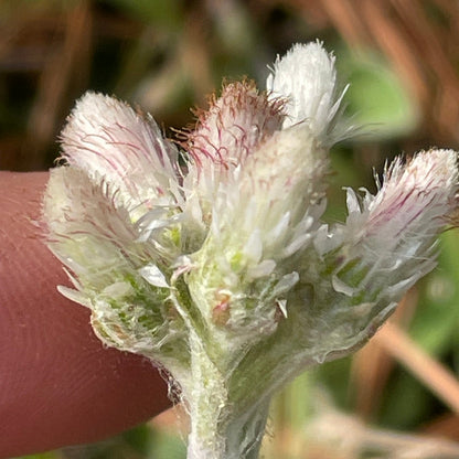 Close-up of pussy toes with fuzzy buds held by a hand against a blurred natural background