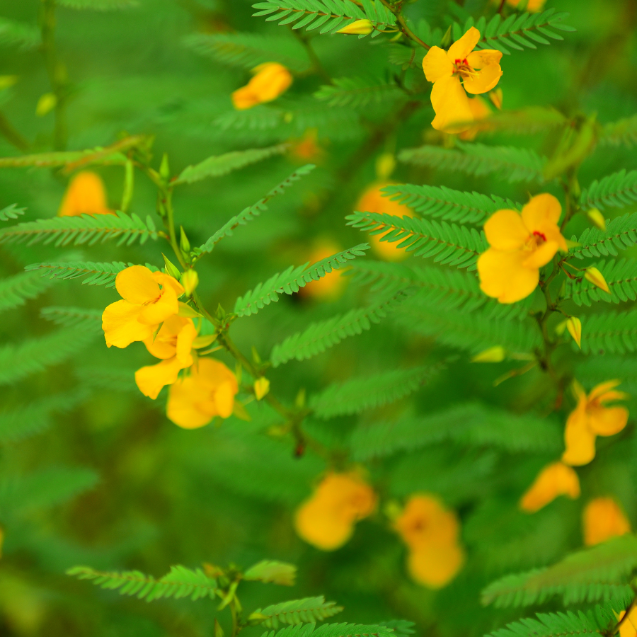 Partridge Pea