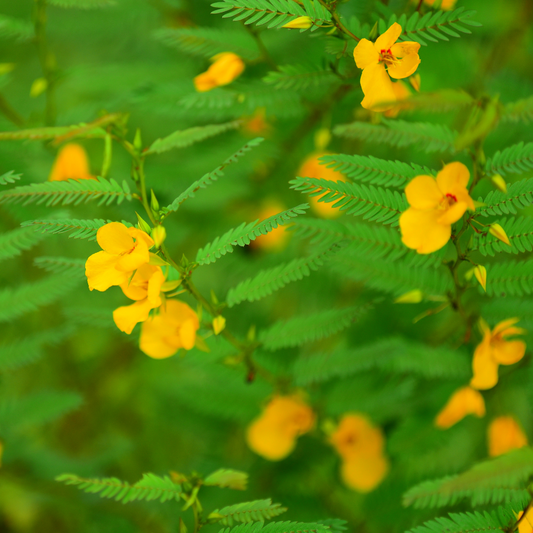 Partridge Pea